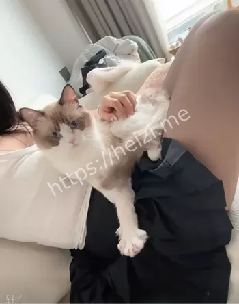 猫猫吃鱼