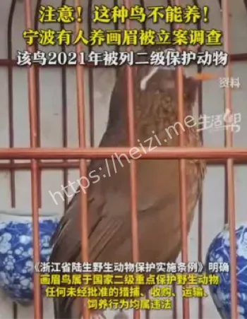 画眉鸟