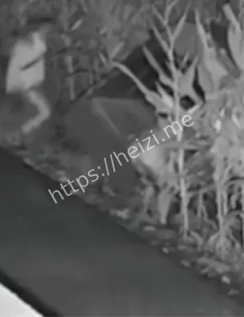 东北苞米地深夜野战翻车