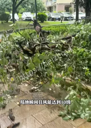 谢岗10级阵风时间线