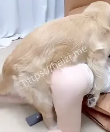 人狗情未了忠犬八公八卦启发