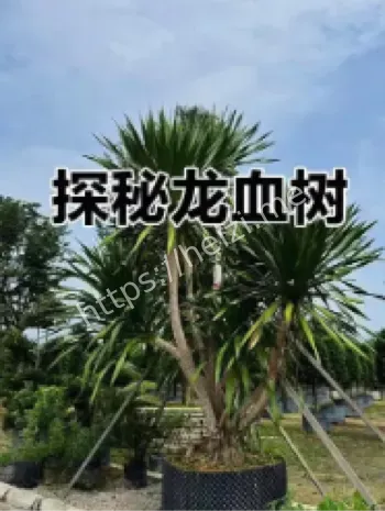 龙血树鲜红树脂药用传说