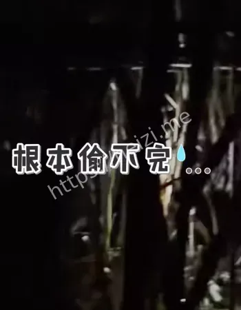 眉山真人版偷甘蔗