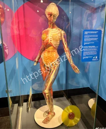 清朝广西僵尸关联